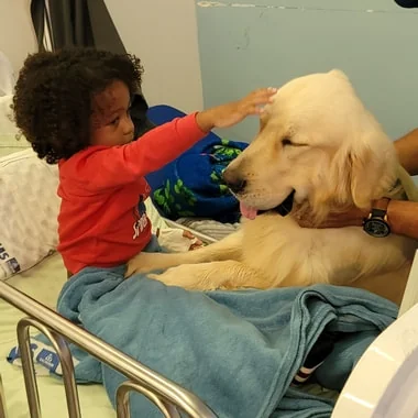 Cão terapeuta auxilia pacientes em tratamento e vira xodó nos veículos de comunicação